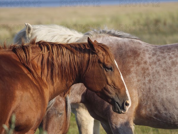 Brown horse with lowered head, standing next to a beige horse in a meadow in summer, horses on salt