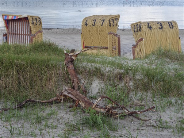 Several beach chairs on a sandy beach, in the foreground a fallen tree trunk and grasses, beach