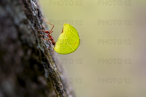Leaf-cutter ant (Atta cephalotes) carrying a piece of leaf, rainforest, Tortuguero National Park,