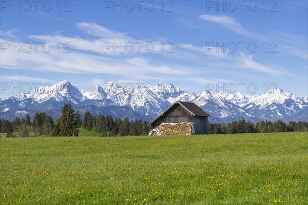 Wooden hut in a meadow near Fuessen, woodpile, Allgaeu Alps, snow, near Buching, Allgaeu, Bavaria,