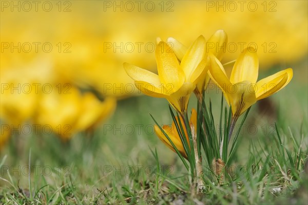 Golden crocus or dutch yellow crocus (Crocus flavus), North Rhine-Westphalia, Germany, Europe