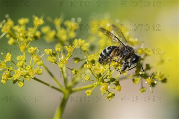 Honey bee (Apis mellifera) a Yellow umbel (Smyrnium perfoliatum), Emsland, Lower Saxony, Germany,
