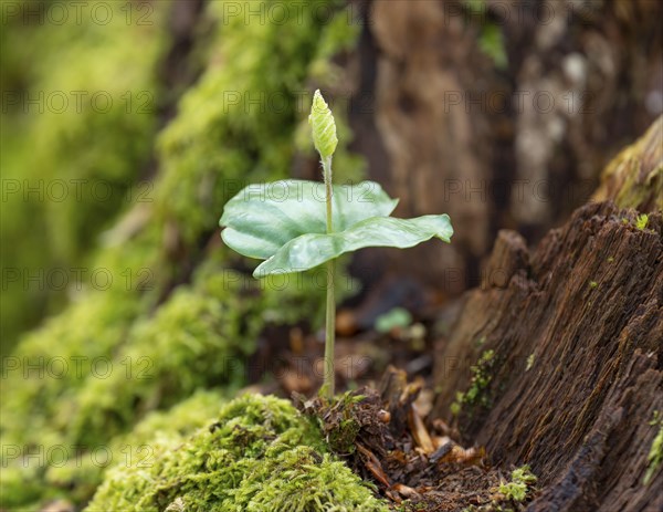 Beech seedling, copper beech (Fagus sylvatica) growing on dead wood, Hesse, Germany, Europe