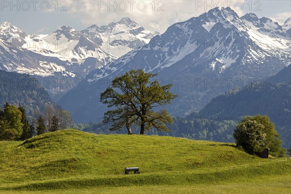 Group of trees in spring, snow-covered mountains of the Allgaeu Alps in the background, near