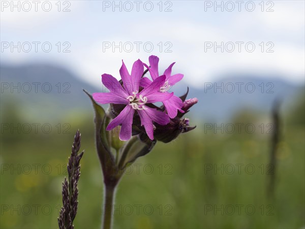 Red campion (Silene dioica), near Irdning, Ennstal, Styria, Austria, Europe