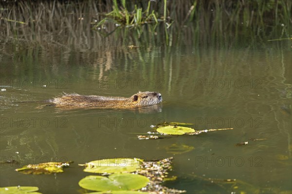 Nutria (Myocastor coypus) swimming, pond, Boizenburg, Mecklenburg-Vorpommern, Germany, Europe