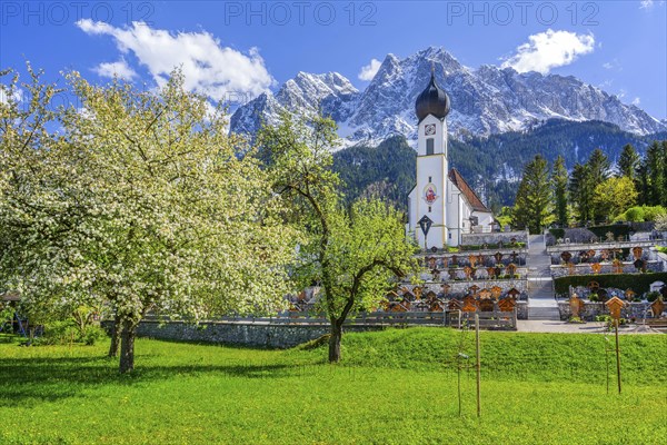 Spring meadow with blossoming trees and parish church in front of the Grosser Waxenstein 2277m in
