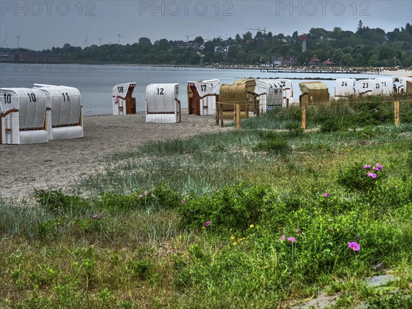 Row of beach chairs on a sandy beach along the coast with dense vegetation in the foreground and