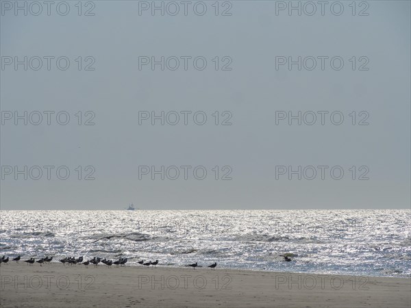 A quiet beach with birds on the shore and a glittering sea under a clear sky, glittering sea water