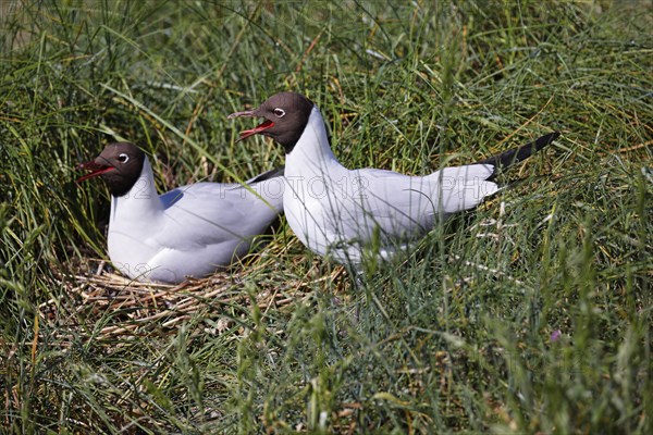 Breeding Black-headed Gulls (Larus ridibundus) also pair at the breeding site, North Sea coast,