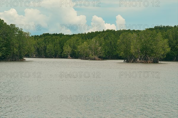Wide view of the lush and thick population of mature mangrove trees in the swampy coastal waters as