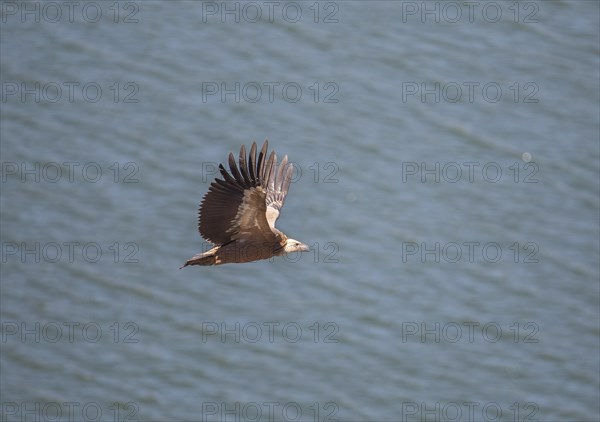Griffon vulture (Gyps fulvus), Monfraguee National Park, Extremadura, Castilla La Mancha, Spain,