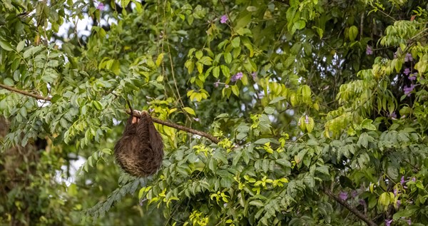 Linnaeus's two-toed sloth (Choloepus didactylus) hanging from a thin branch in a tree, Tortuguero