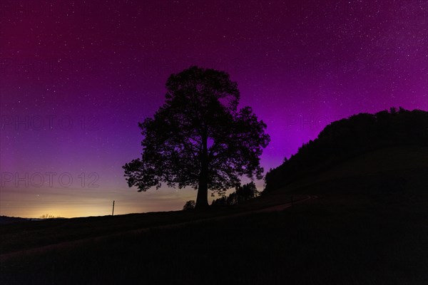 Silhouette of lime tree in front of aurora borealis, northern lights due to solar storm,