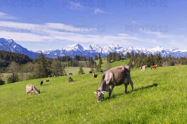 Dairy cows on a pasture, snow-covered mountains, hiking area, forest, trees, Allgaeu Alps, near