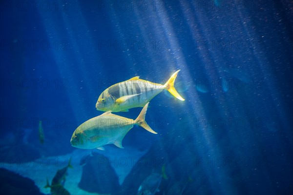 Golden jack Gnathanodon speciosus aka golden trevally, golden kingfish, banded trevally, king
