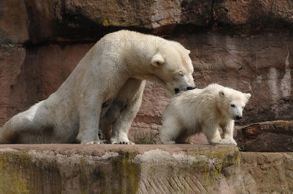 Polar bear mother, Ursus maritimus, with her young polar bear, Nuremberg Zoo, Am Tiergarten 30,