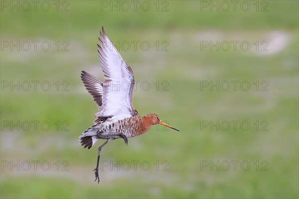 Black-tailed godwit (limosa limosa) in flight, snipe birds, wildlife, Ochsenmoor, Naturpark Duemmer