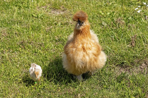 Silk hen with Wyandotte chick, hen, Wittorf, Samtgemeinde Bardowick, Lower Saxony, Germany, Europe