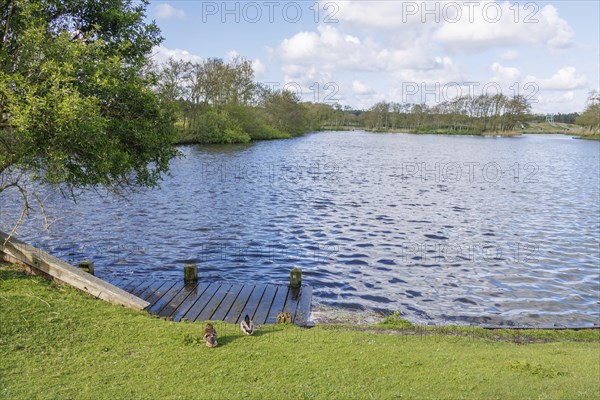 View of a lake with a wooden platform and two ducks on the grassy shore under a cloudy sky, small