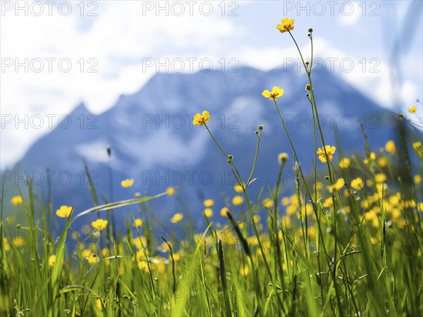 Tall buttercups (Ranunculus acris), buttercup, common buttercup, behind the Grimming, near Irdning,