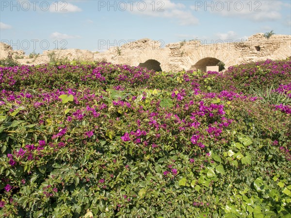 Dense purple flowers in front of historic ruins with stone arches and blue sky, Purple flowers