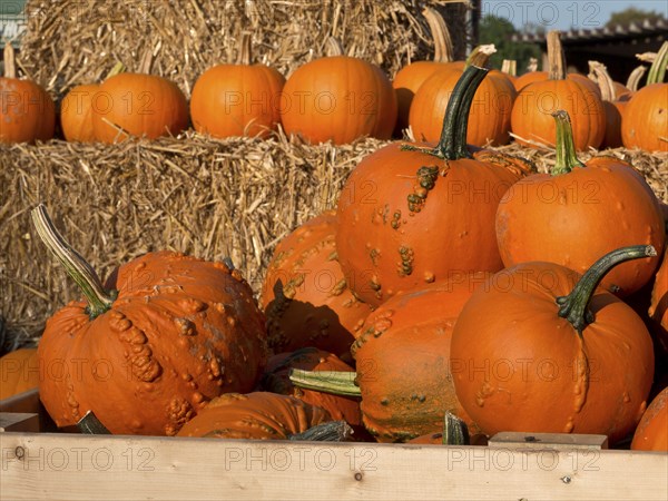 Pumpkins, some with warts, in a wooden box next to straw bales in autumn scene, many orange