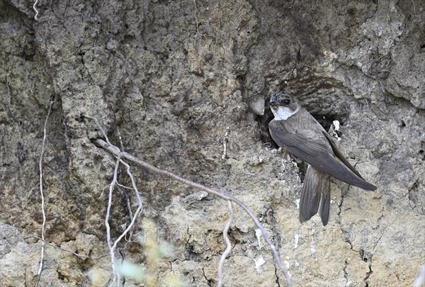 Sand martin (Riparia riparia), sitting at the breeding den, Poel Island, Mecklenburg-Western