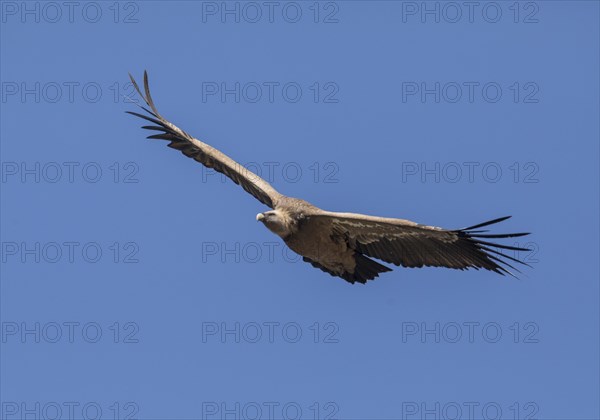 Griffon vulture (Gyps fulvus), Monfraguee National Park, Extremadura, Castilla La Mancha, Spain,
