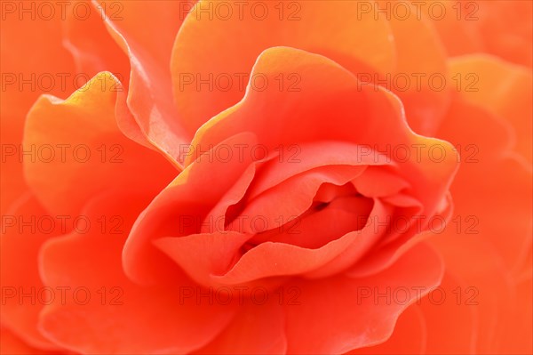 Tuberous begonia (Begonia x tuberhybrida), flower detail, ornamental plant, North Rhine-Westphalia,