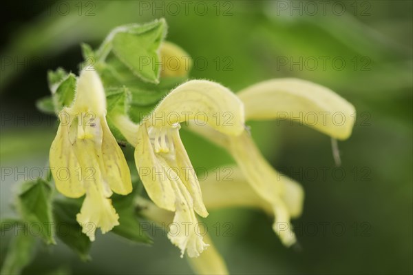 Sticky sage (Salvia glutinosa), flowers, North Rhine-Westphalia, Germany, Europe