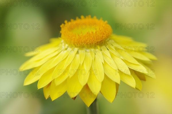 Immortelle or garden immortelle (Helichrysum bracteatum, Xerochrysum bracteatum), flower,