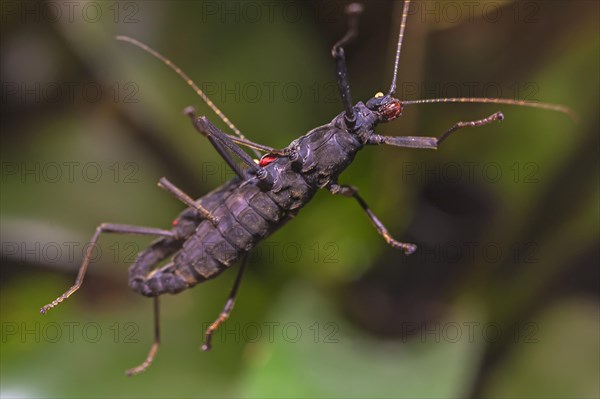 Velvet grasshopper (Peruphasma schultei) in the terrarium, Nuremberg Zoo, Nuremberg, Middle