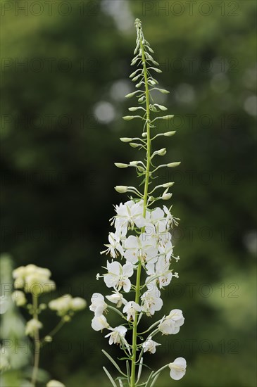 White willowherb or white-flowered willowherb (Epilobium angustifolium var. album), North