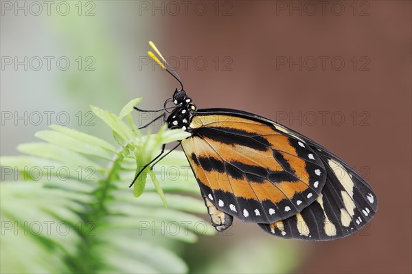 Butterfly 'Tiger Mimic-Queen' (Lycorea halia), captive, occurrence in South America