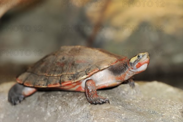 Red-bellied short-necked turtle (Emydura subglobosa), captive, occurring in Australia