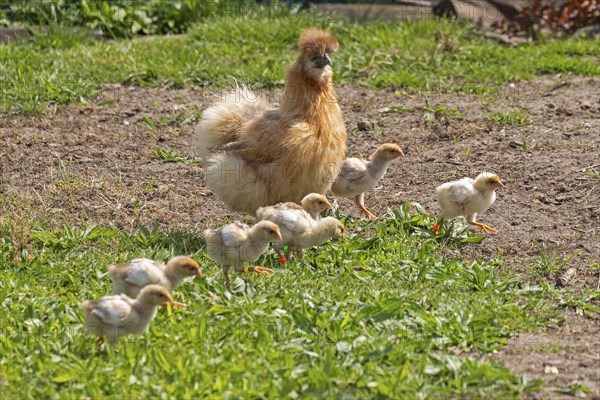 Silk hen with Wyandotte chick, hen, Wittorf, Samtgemeinde Bardowick, Lower Saxony, Germany, Europe