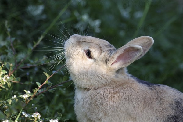 Rabbit (Oryctolagus cuniculus domestica), portrait, twig, marking, scent glands, The domestic