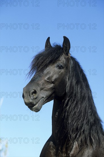 Andalusian, Andalusian horse, Antequera, Andalusia, Spain, Europe