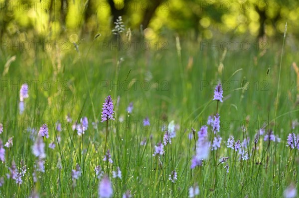Moorland spotted orchid (Dactylorhiza maculata), flowering wild orchid, Lower Rhine, North
