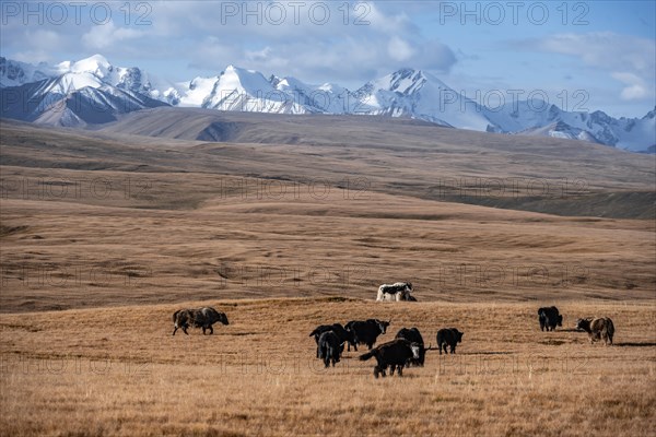 Glaciated and snow-covered mountains, herd of yaks grazing on the plateau in autumnal mountain