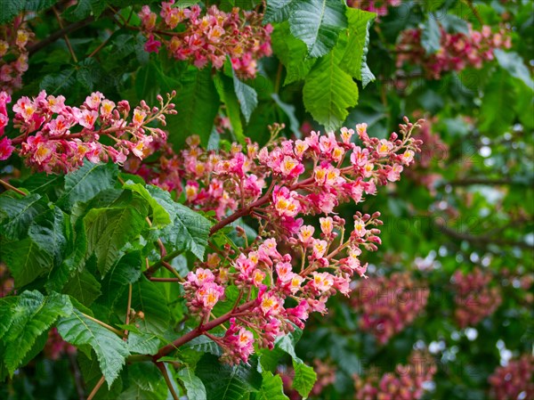 Red horse-chestnut (Aesculus x carnea)