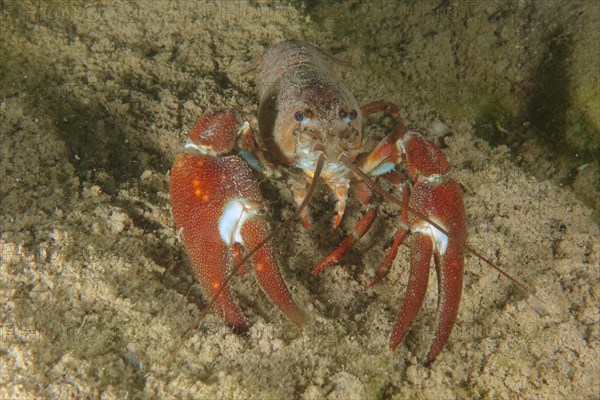 A signal crayfish (Pacifastacus leniusculus), American crayfish, invasive species, with powerful