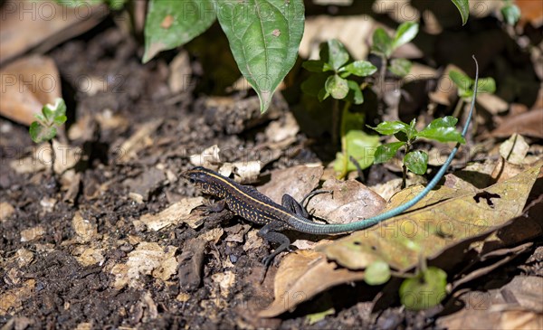 Blue-tailed Ameive (Holcosus festivus), Tortuguero National Park, Costa Rica, Central America