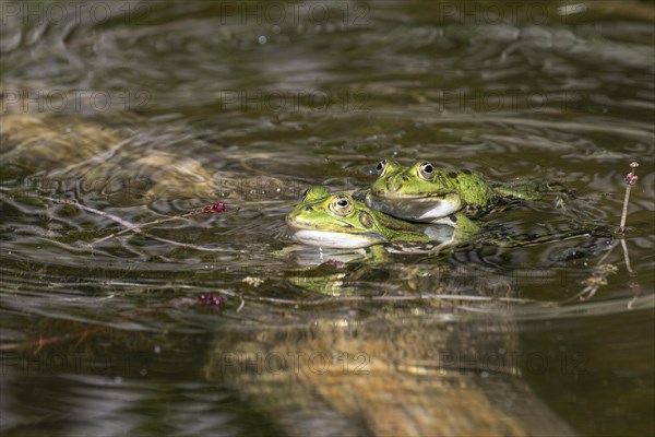 Green frogs (Rana esculenta), Emsland, Lower Saxony, Germany, Europe