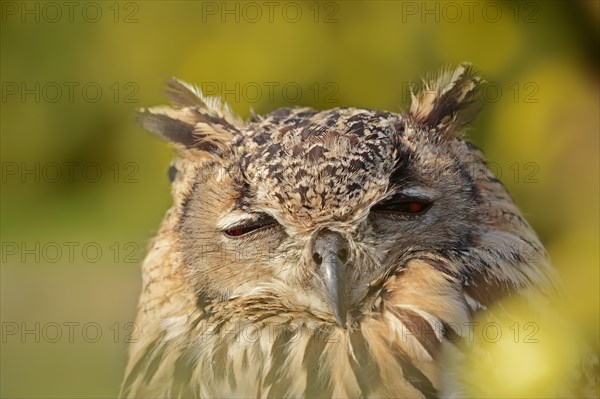 Bengal Eagle Owl (Bubo bengalensis, Bubo bubo bengalensis), captive, occurrence in Asia