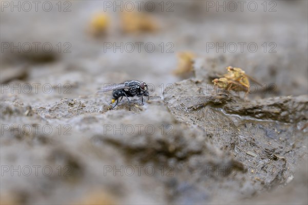 Flies on a cowpat in a meadow, Austria, Europe