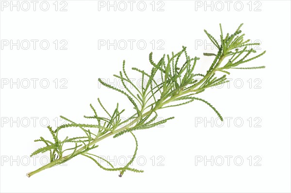 Green-leaved saint's herb or olive herb (Santolina rosmarinifolia, Santolina viridis), medicinal