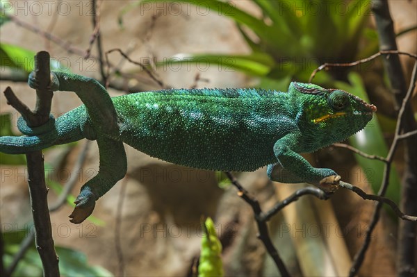 Panther Chameleon, terrarium in the Nuremberg Zoo, Nuremberg, Middle Franconia, Bavaria, Germany,