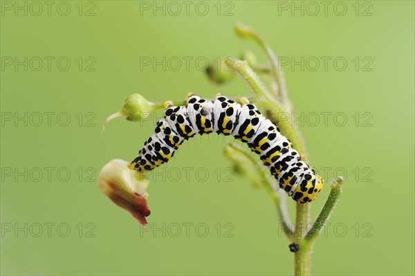 Brown-root monk (Shargacucullia scrophulariae), caterpillar, North Rhine-Westphalia, Germany,